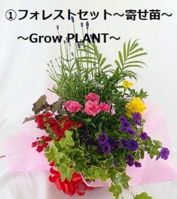 【母の日ギフト】①フォレストセット～Grow PLANT～